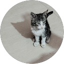 Rishabh Rathore profile picture